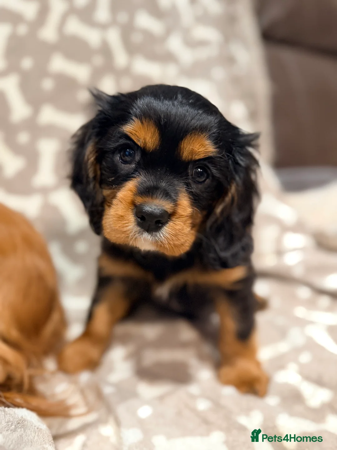 Cavalier King Charles Spaniel dogs for sale: Quality KC reg puppies from Health Tested Parents - Advert 5