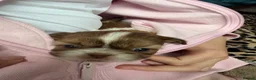 Shih Tzu dogs for sale: Imperial Shih Tzu pups for sale  - Advert 4
