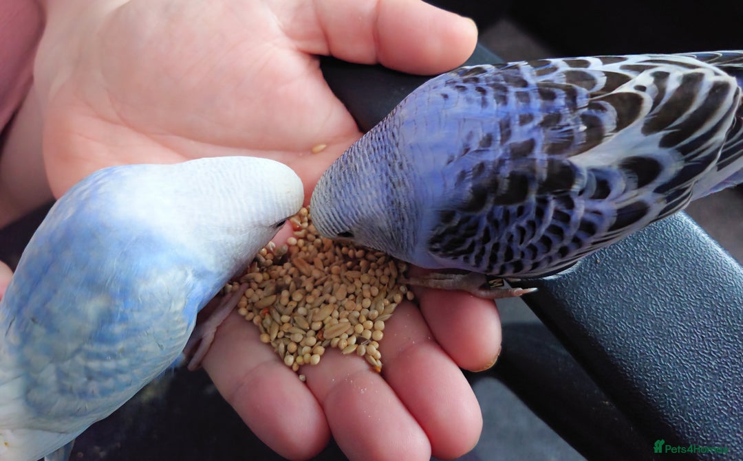 Budgerigars birds for sale: Hand reared silly tame baby budgies  - Image 30
