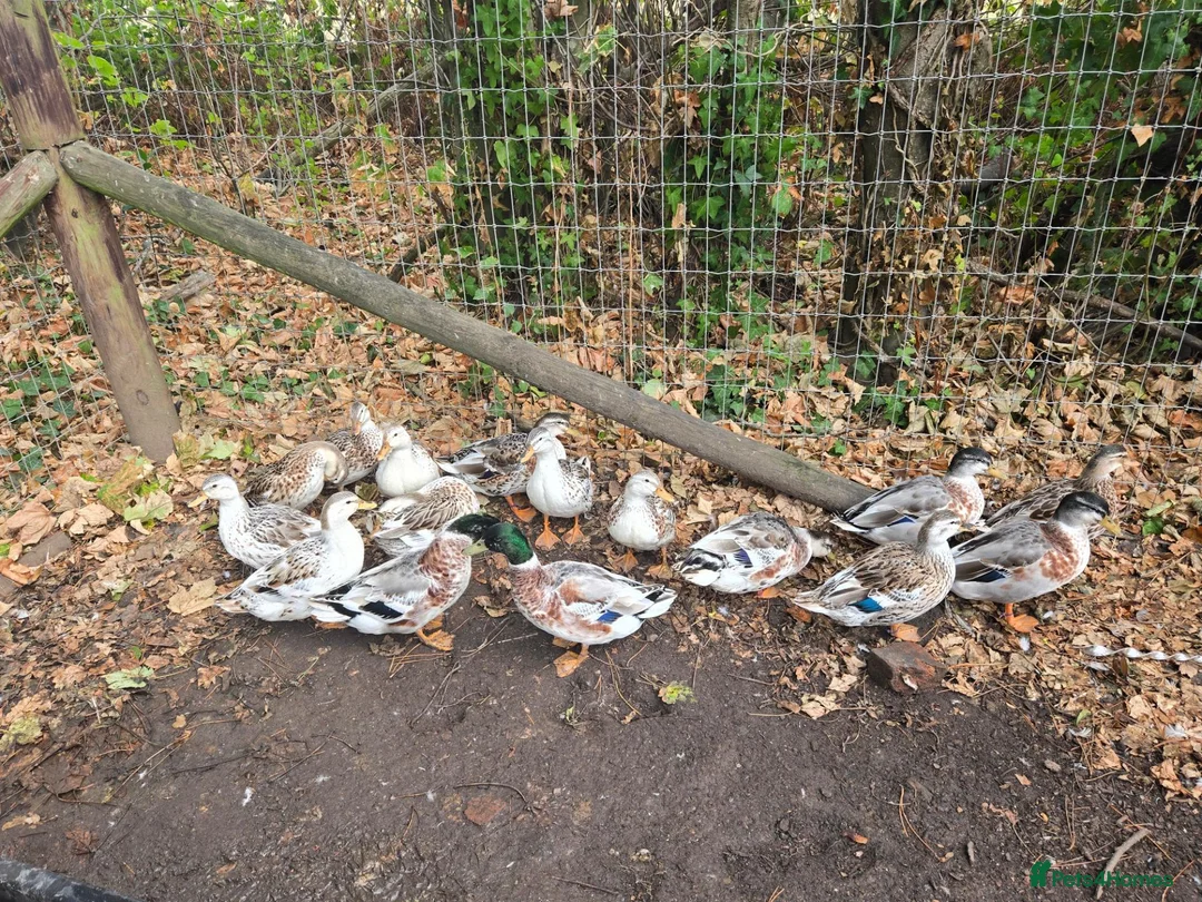 Ducks poultry for sale: Miniature Appleyard Trio - Advert 2