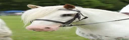 Irish Cob horses for sale: Big Betty in Huntingdon - Advert 23