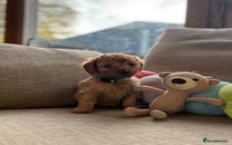 Cockapoo dogs for sale: Teddy bear cute Tiny Cockapoos  - Advert 7