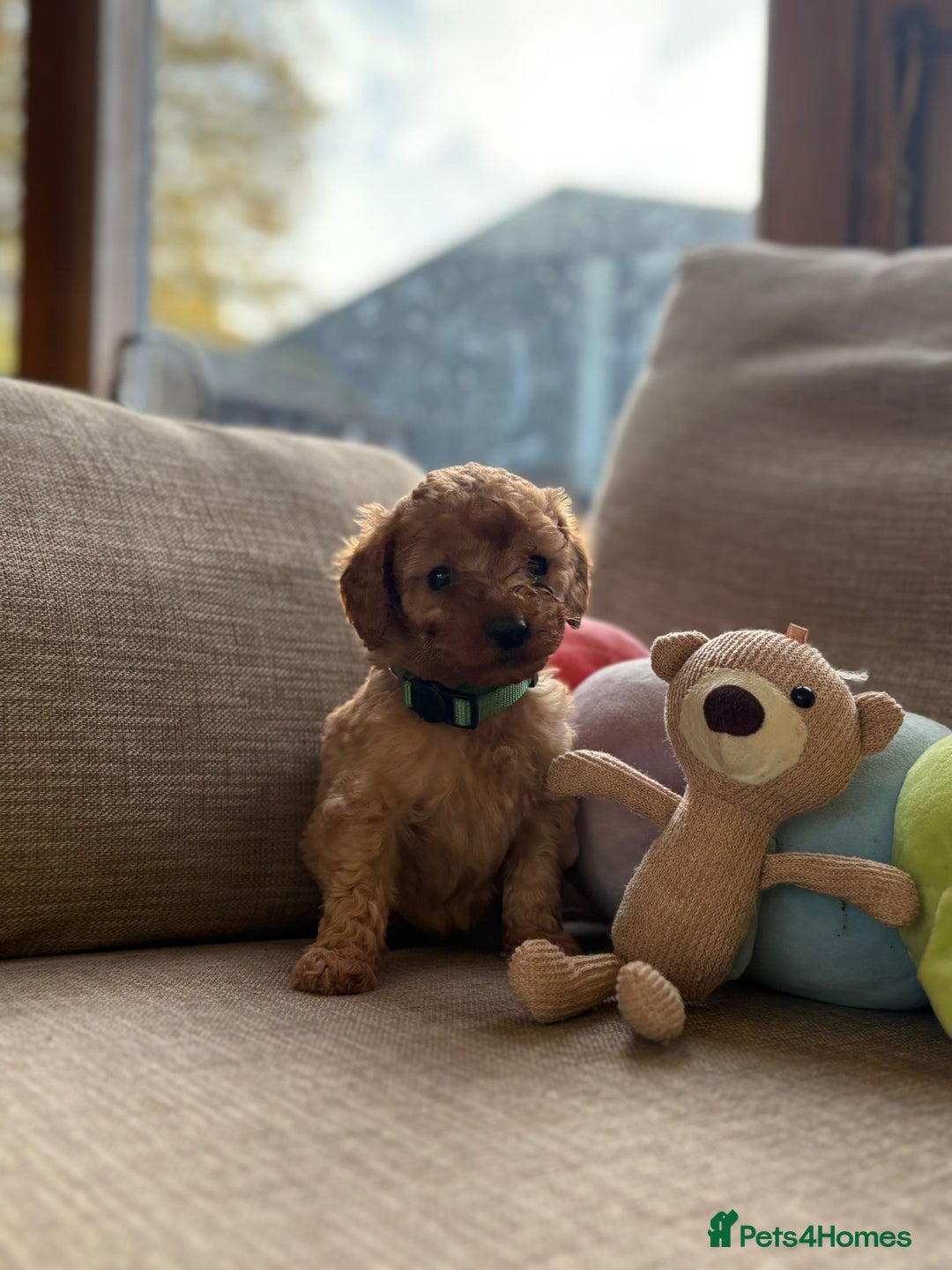 Cockapoo dogs for sale: Teddy bear cute Tiny Cockapoos  - Advert 7