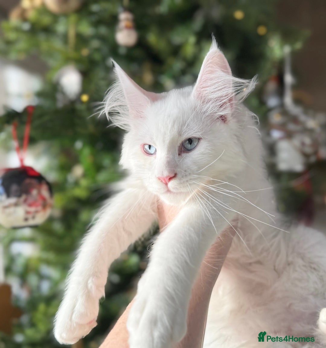 Maine Coon cats for sale: ANDERPRIDE KITTENS READY TO LEAVE NOW TICA !  - Advert 28