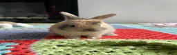 Mixed Breed rabbits for sale: Lion head x Holland lop babies  - Advert 20