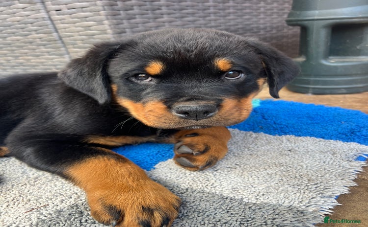 Rottweiler dogs - Advert 1