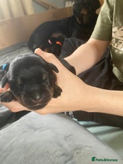 Rottweiler Puppy 7