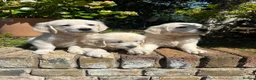 Golden Retriever dogs for sale: English cream golden retriever puppies in Rainham - Advert 8