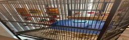 Conures birds for sale: Pineapple conure for sale with cage - Advert 3
