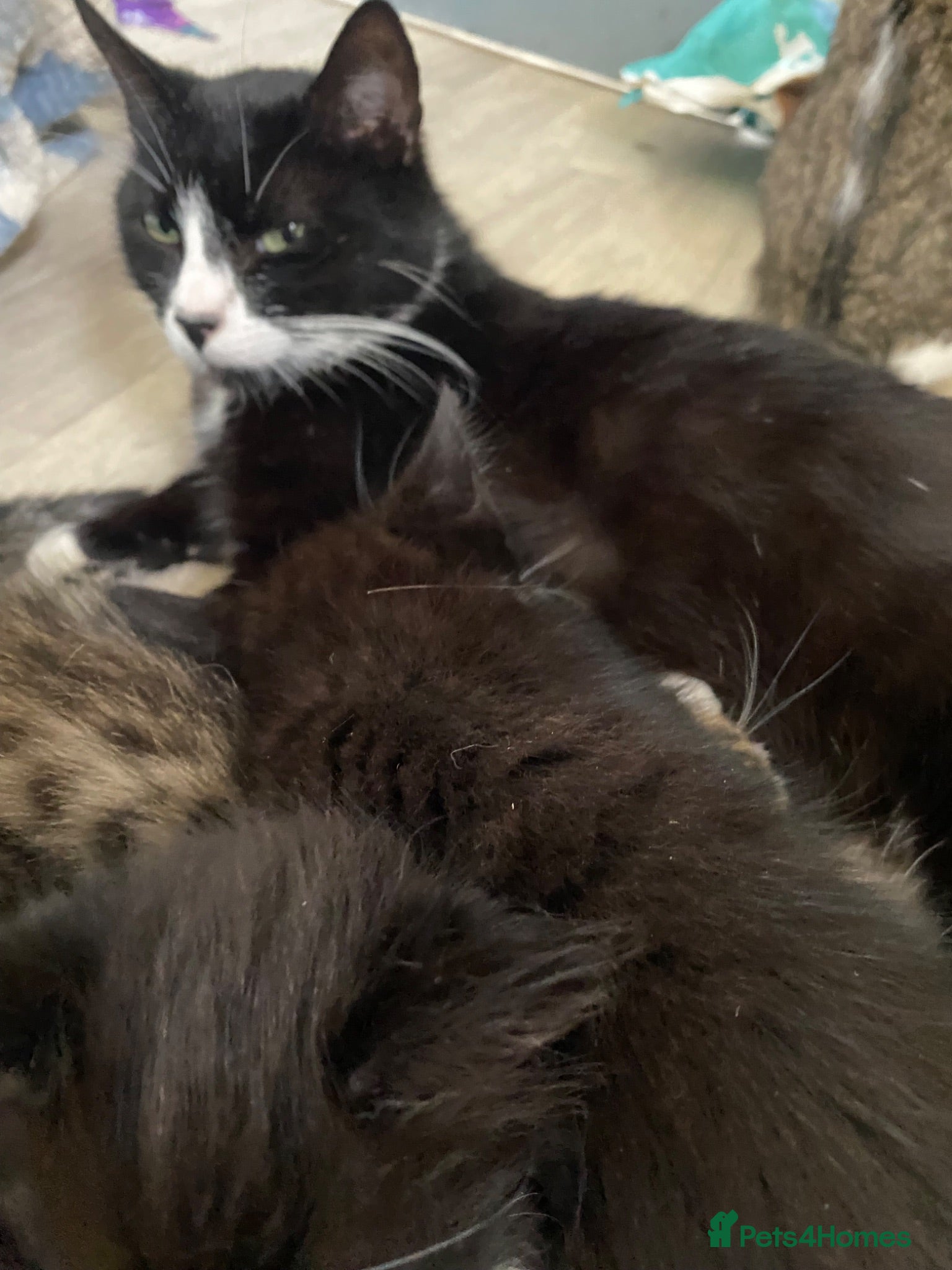 Mixed Breed cats 2 black twin 1 boy 1 girl  - Advert 3
