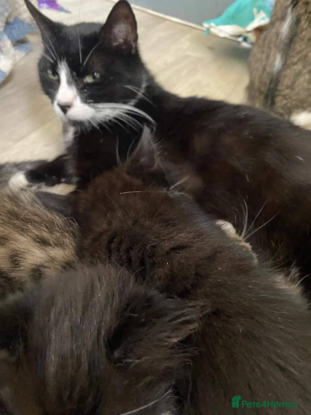 Mixed Breed cats for sale: 2 black twin 1 boy 1 girl  - Advert 2