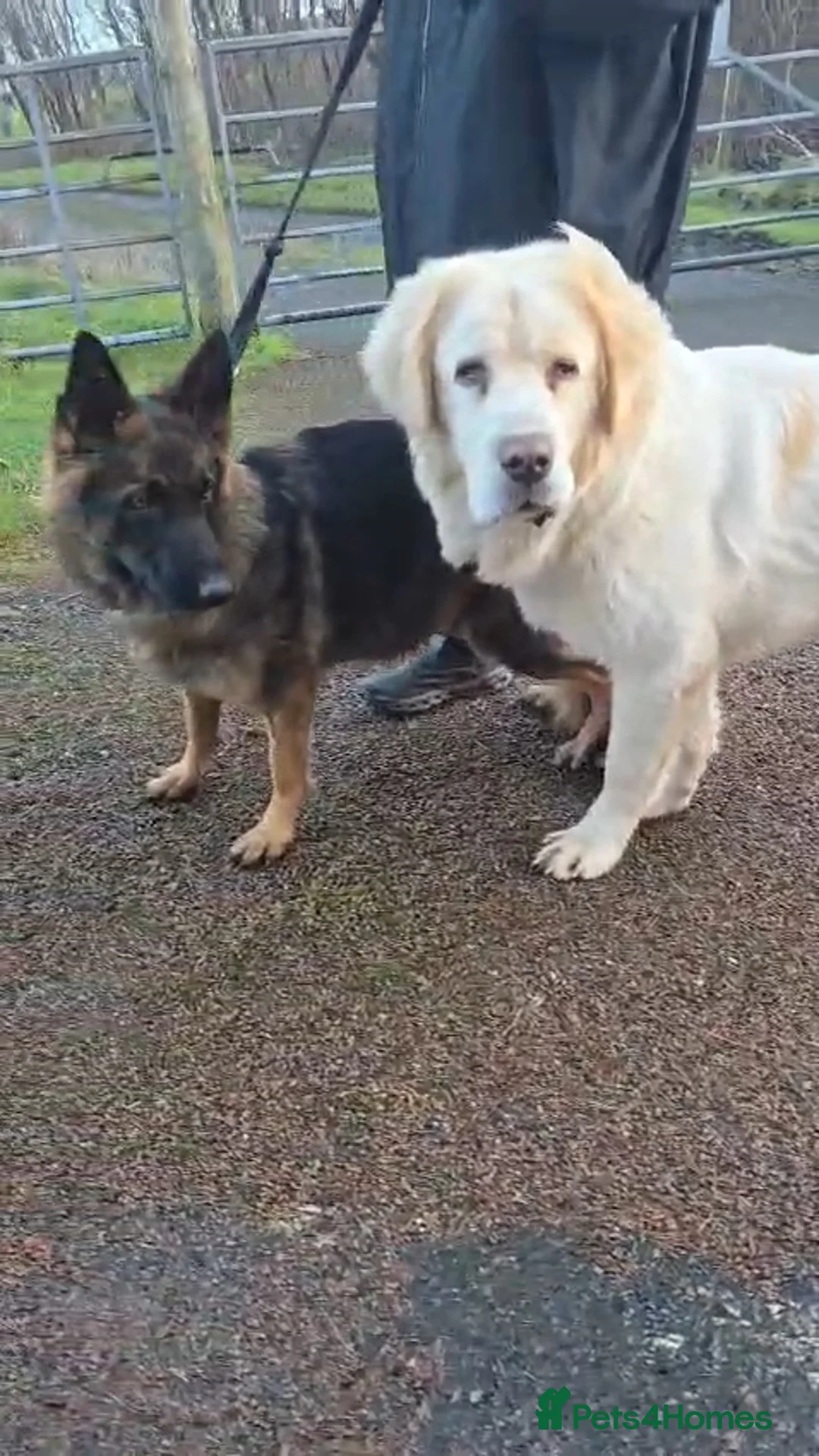 Mixed Breed dogs for sale: Highland Shepherd Puppies!!! - Advert 2