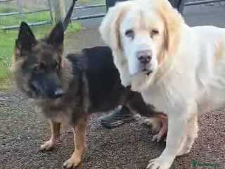 Mixed Breed dogs Highland Shepherd Puppies!!! - Advert 1