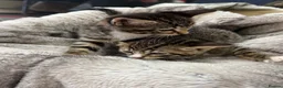 Mixed Breed cats for sale: Gorgeous Grey and tabby kittens for sale  - Advert 4