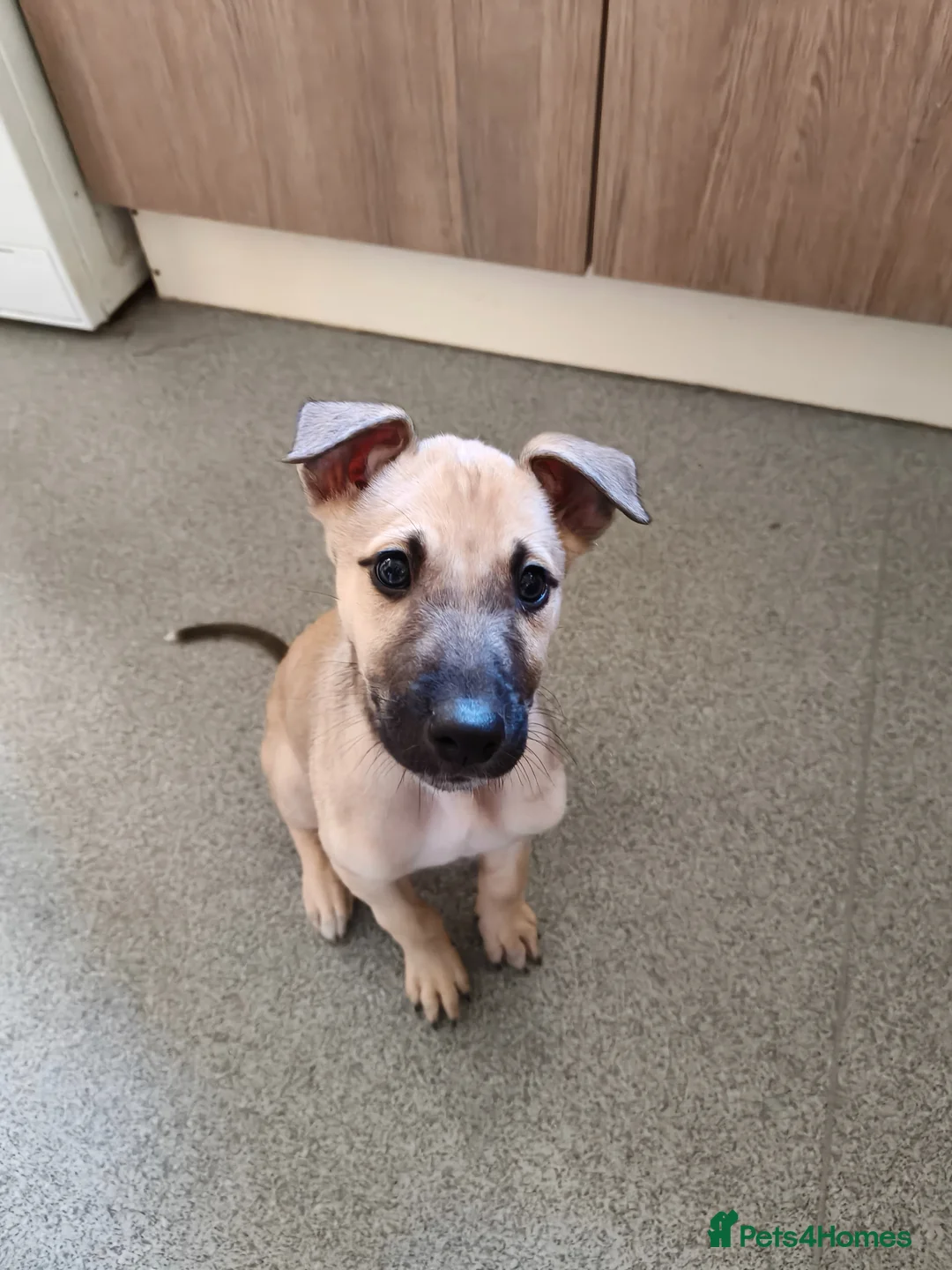 Lurcher dogs for sale: Male pup - Advert 1