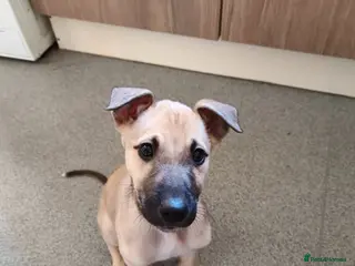 Lurcher dogs Male pup - Advert 1