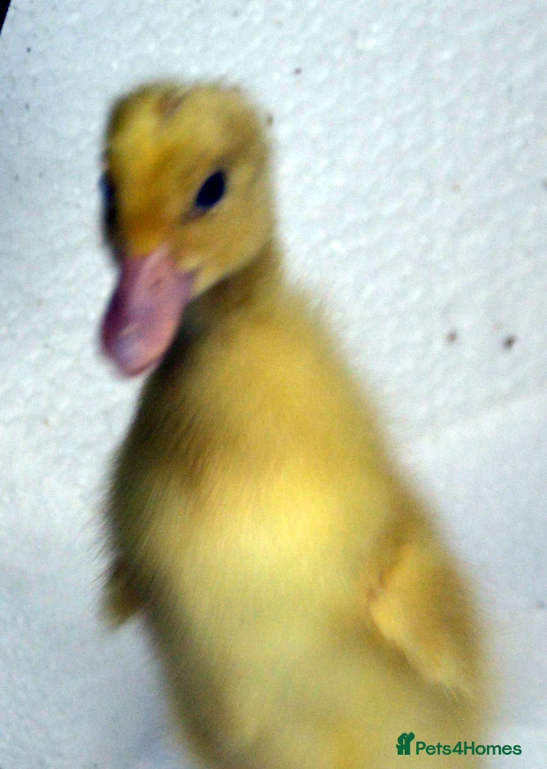 Ducks poultry for sale: Pure bred Ducklings Sexed: IR,Campbell,Harlequin - Advert 2