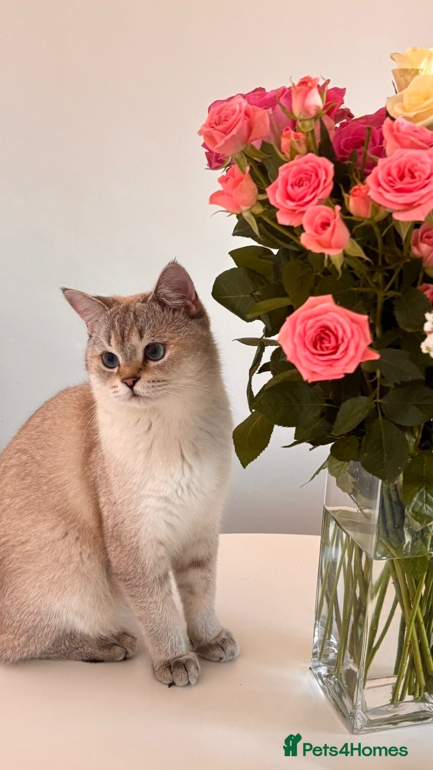 British Longhair cats Bora  - Advert 4