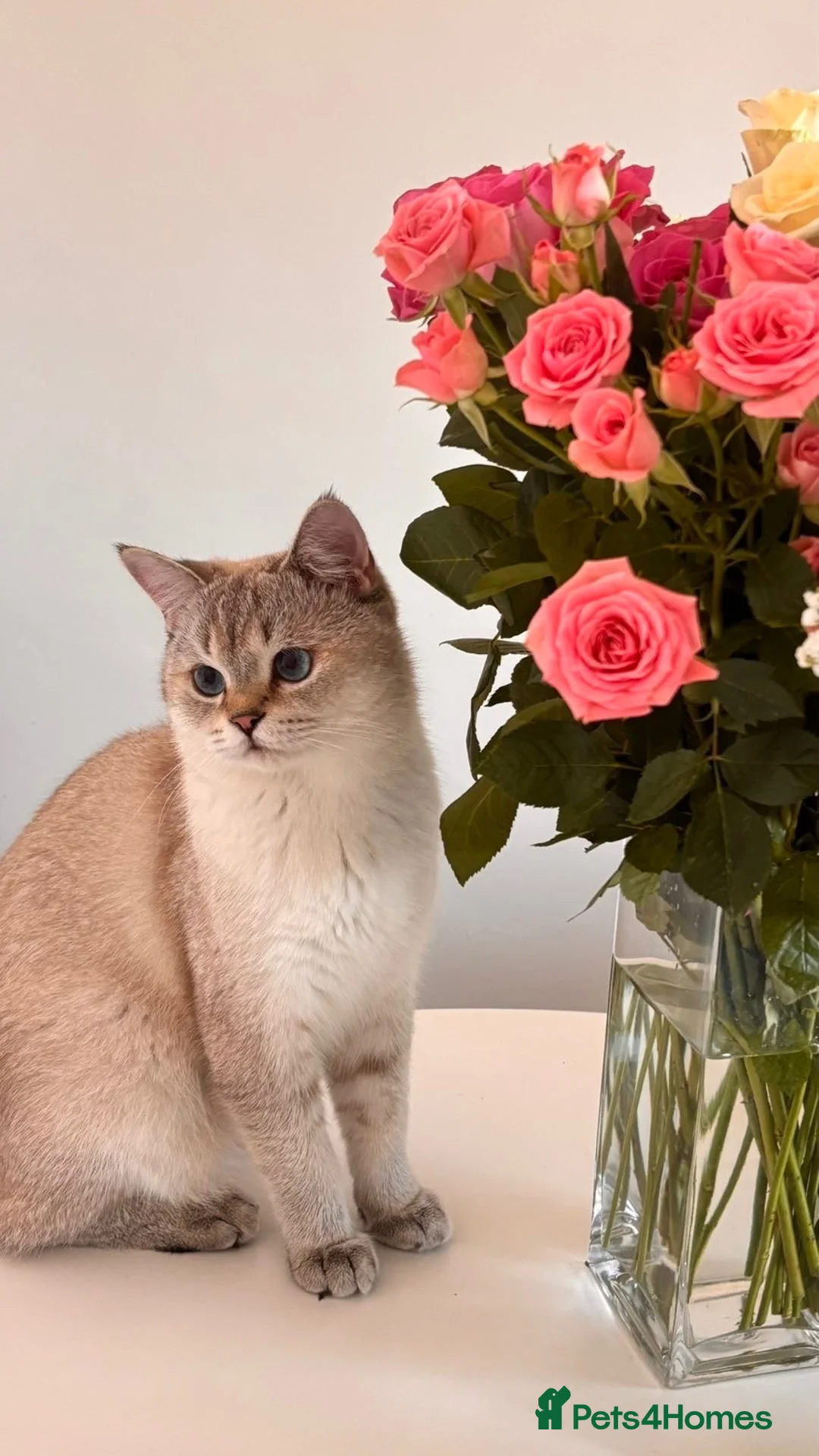 British Longhair cats for sale: Bora  in Barnet - Advert 1