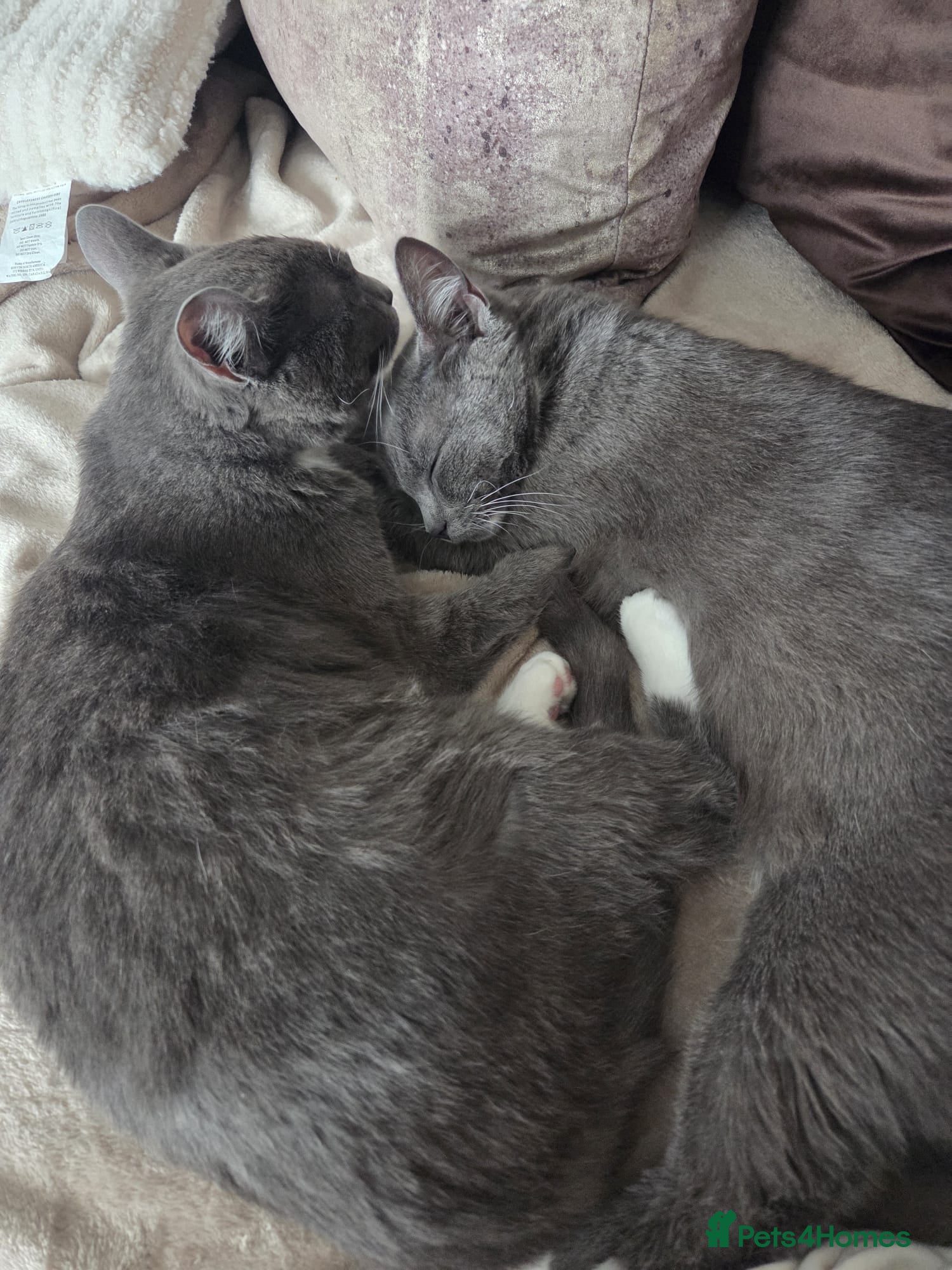 Mixed Breed cats Bonded Pair Cats Ronnie & Reggie *Free* - Advert 1