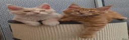 Maine Coon cats for sale: Stunning Tica registered Maine coons - Advert 8