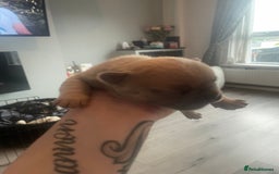 French Bulldog dogs for sale: 9 Day old French Bulldog Puppies - Image 16