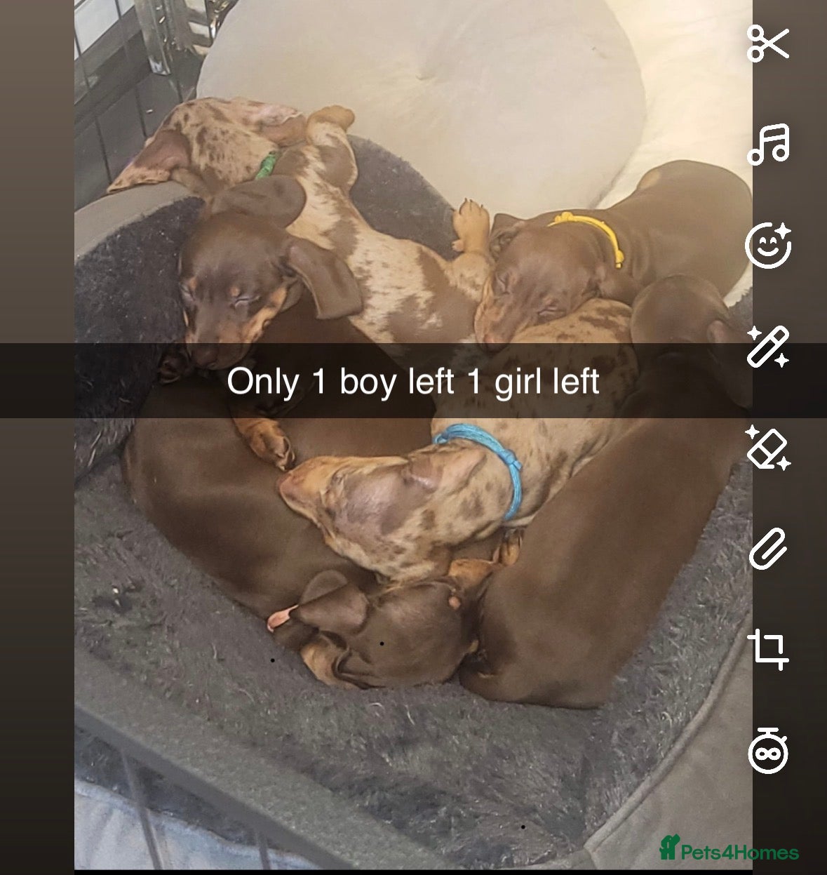 Dachshund dogs 6 mini dachshunds looking for there forever home  - Advert 13