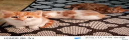 Mixed Breed cats for sale: Beautiful kittens  - Advert 5