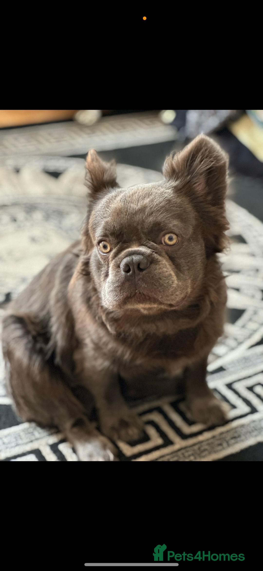French Bulldog dogs for sale: Beautiful full fluffy French bulldog  - Advert 1