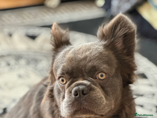 French Bulldog dogs Beautiful full fluffy French bulldog - Advert 1