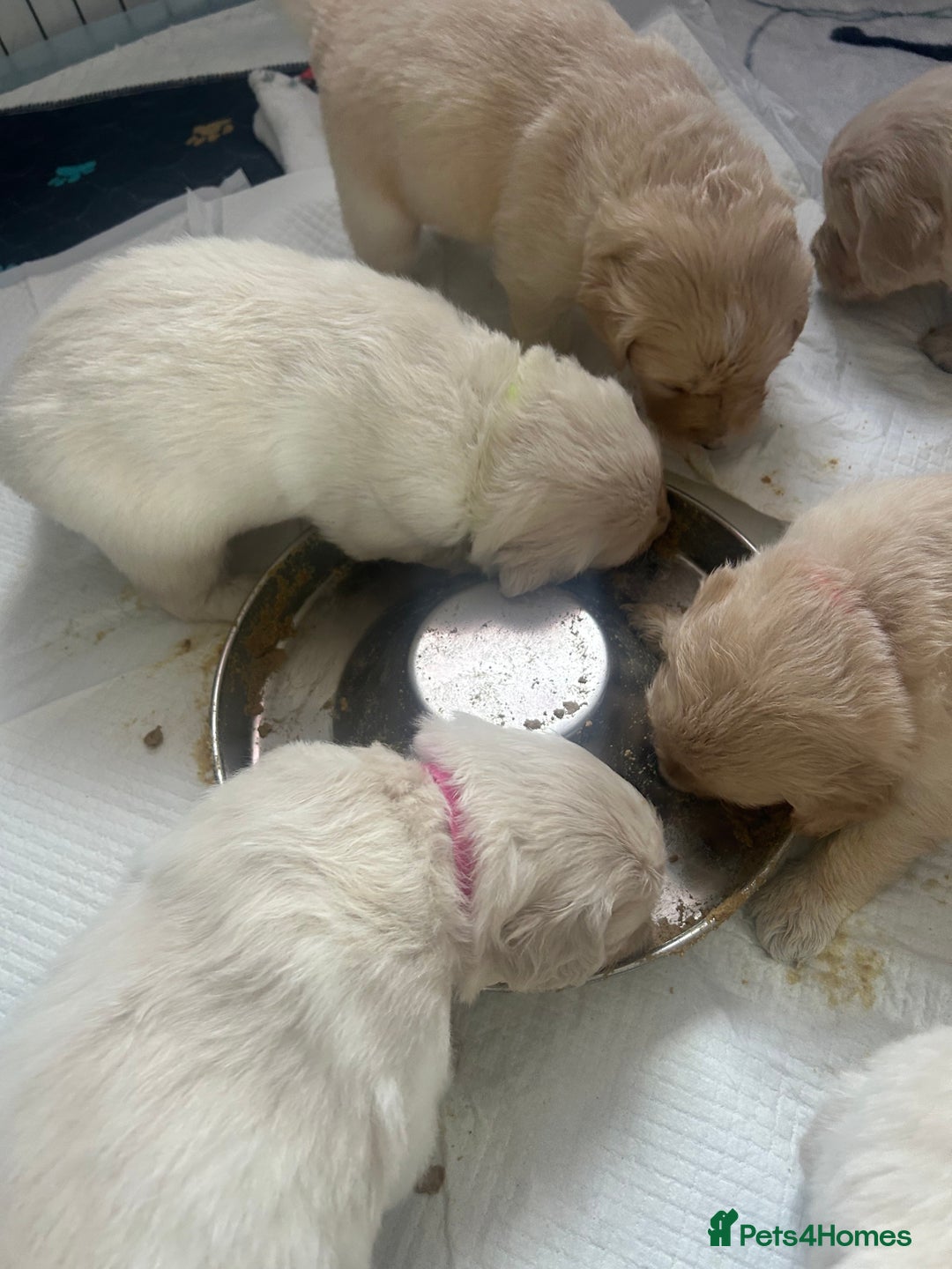 Golden Retriever dogs for sale: Golden retriever puppies  - Image 38