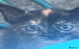 Mixed Breed cats for sale: cute kittens  - Image 6