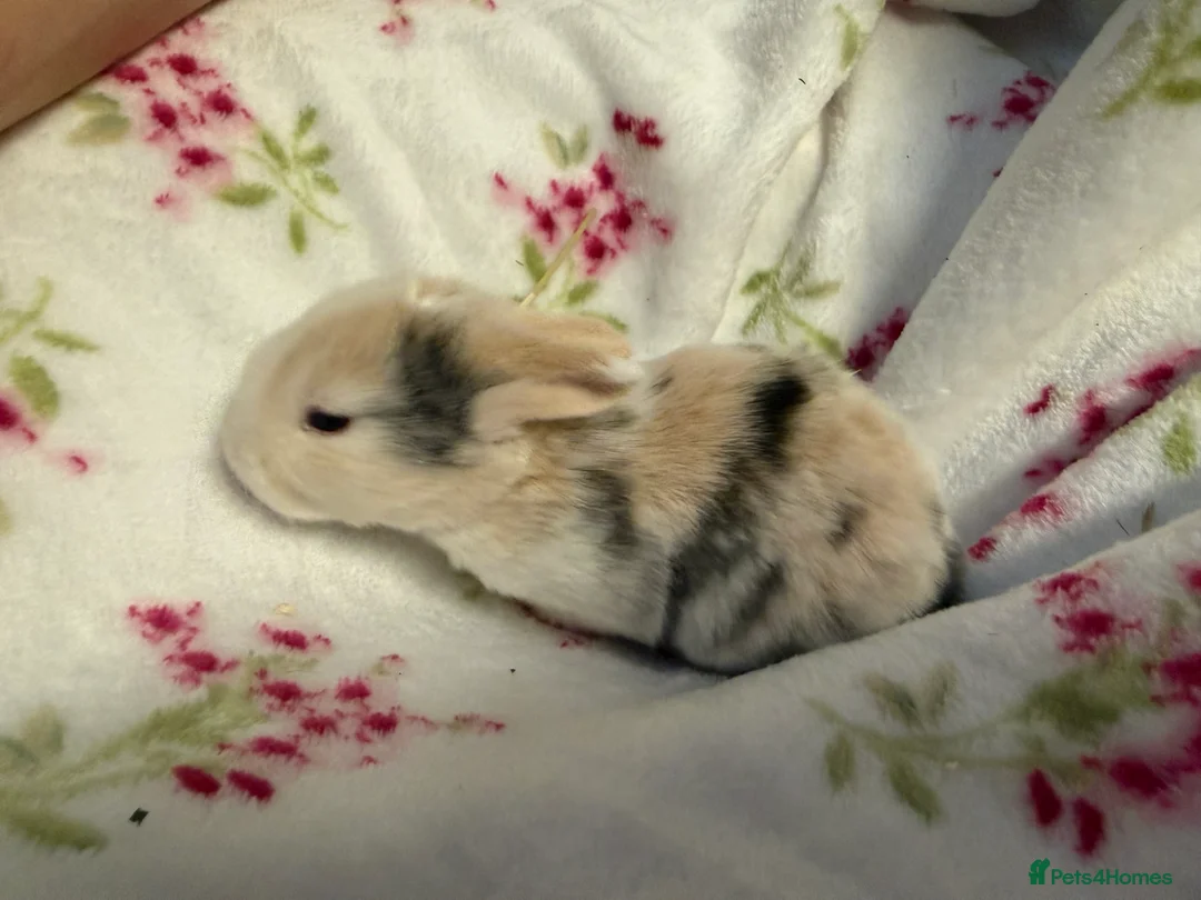 Mini Lop rabbits for sale: Pure Bred Mini Lops - Advert 3