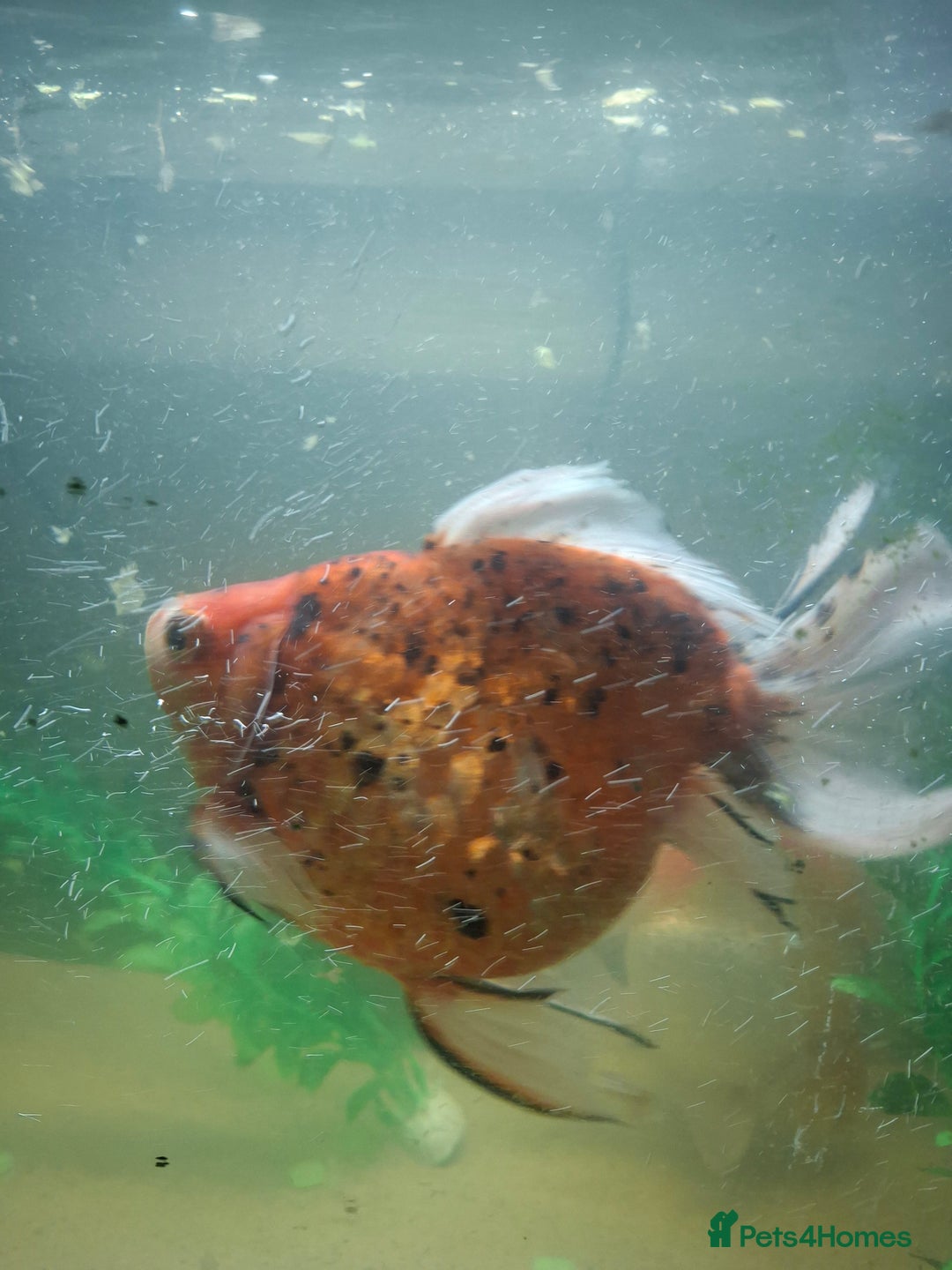 Fancy Goldfish fish for sale: Two large fantail fancy goldfish - Advert 6