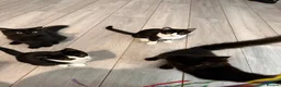 British Shorthair cats for sale: TUXEDO KITTENS *URGENT DM* - Advert 11