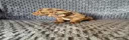 Cocker Spaniel dogs for sale: Cocker spaniel Puppies  in Leicester - Advert 3