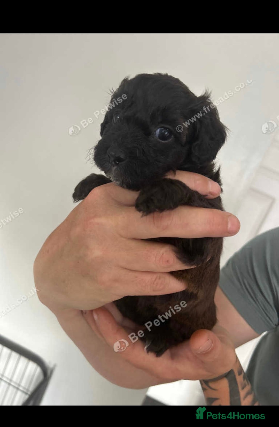 Maltipoo dogs for sale: F1 maltipoos  - Image 2