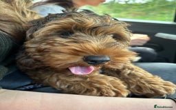 Cockapoo dogs for sale: Cockapoo puppy *REDUCED* - Image 3