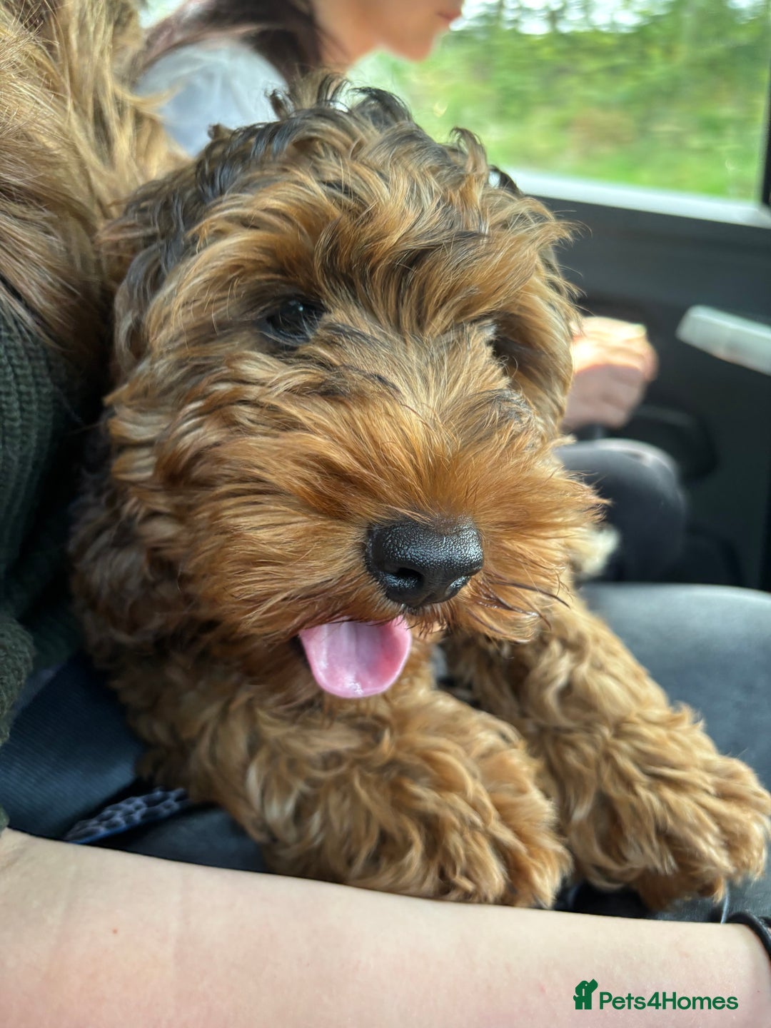 Cockapoo dogs for sale: Cockapoo puppy *REDUCED* - Image 3