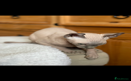 Sphynx cats for sale: Pedigree sphynx kittens  - Image 2