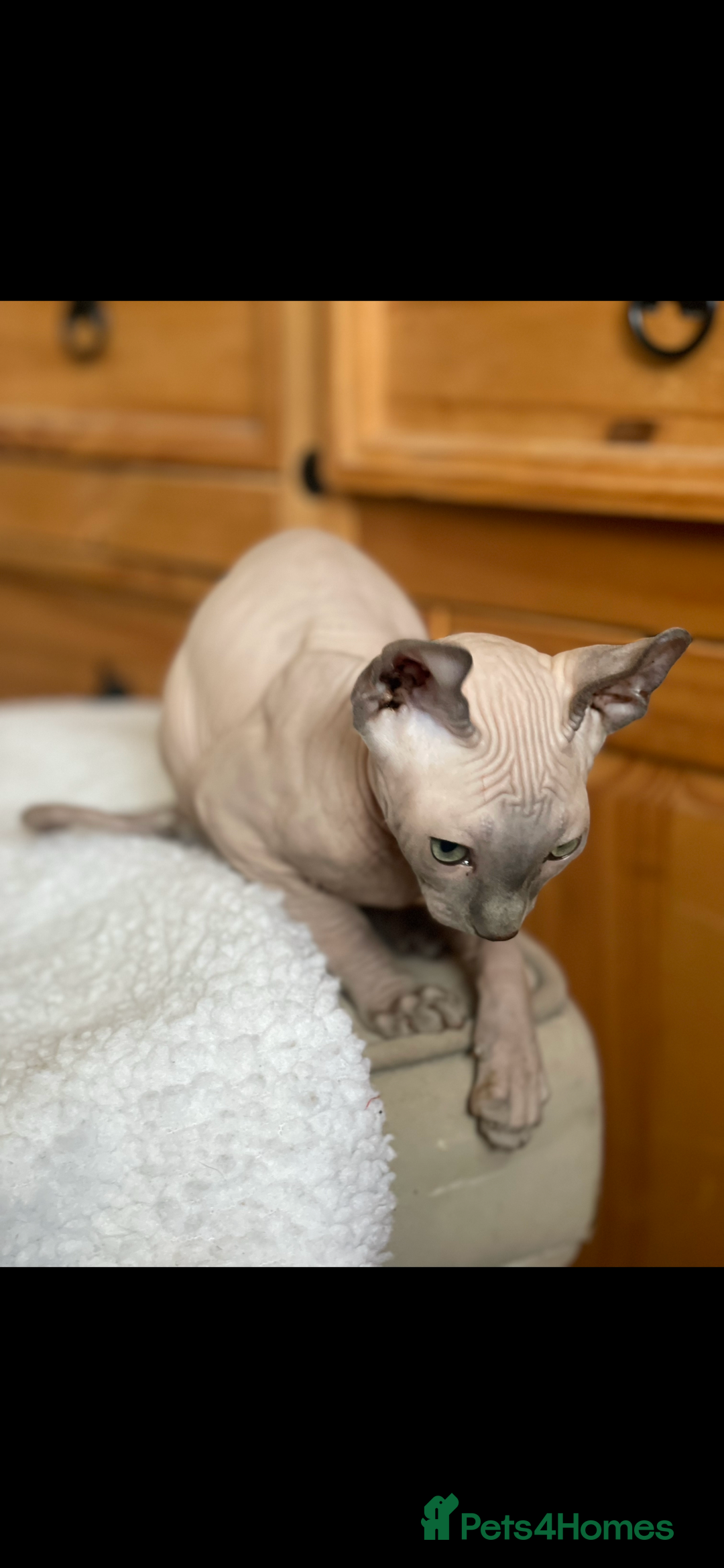 Sphynx cats for sale: Pedigree sphynx kittens  - Image 2