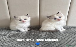 Ragdoll cats for sale: Five Beautiful Pure Breed Ragdoll Kittens🤍 - Image 7