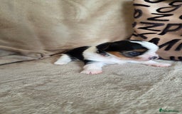 Biewer Terrier dogs for sale: Biewer Yorkshire Terrier  - Image 22