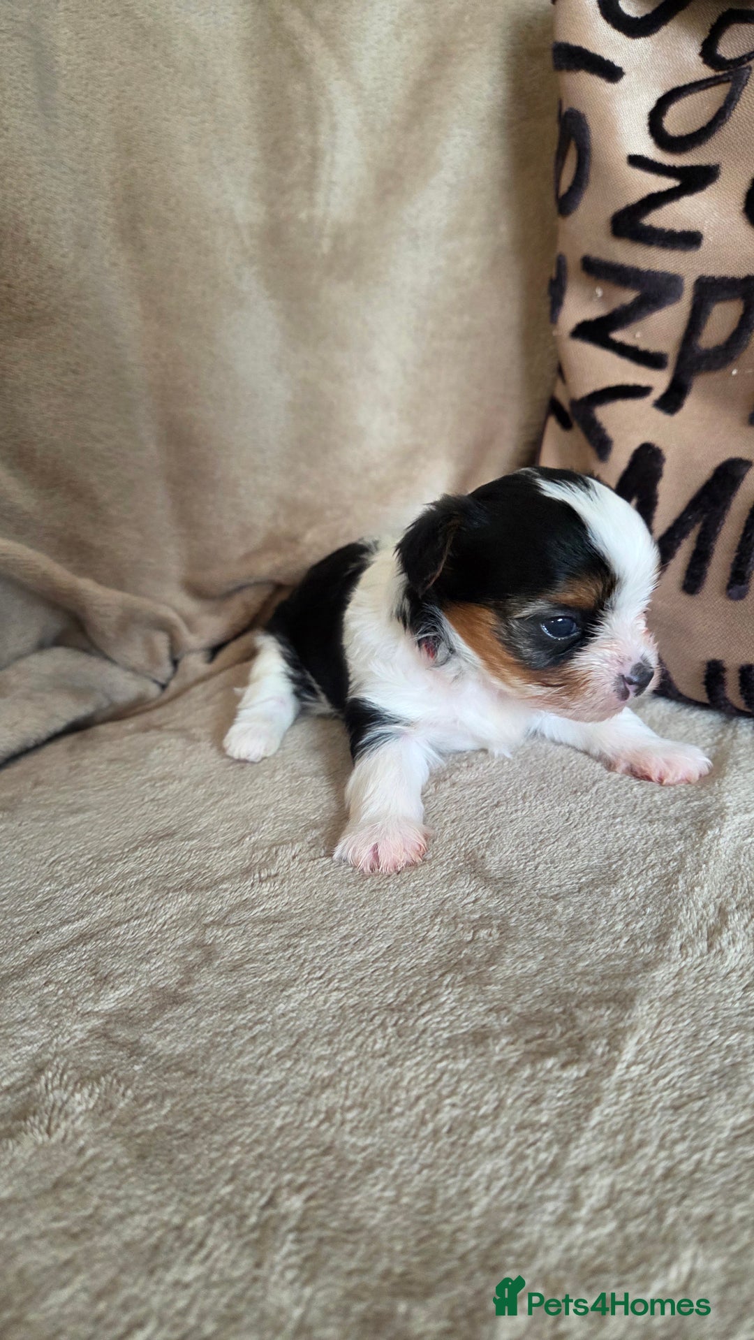 Biewer Terrier dogs for sale: Biewer Yorkshire Terrier  - Image 22