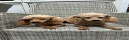 Maltipoo dogs for sale: Maltipoo mum and daughter  - Advert 2