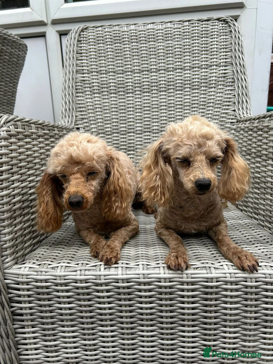 Maltipoo dogs for sale: Maltipoo mum and daughter  - Advert 2