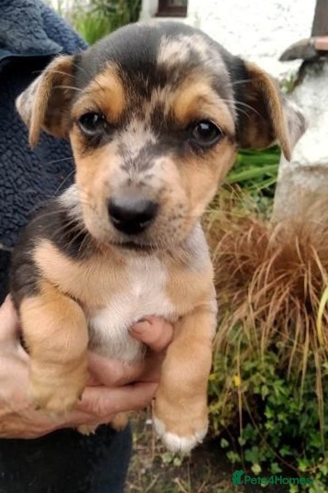 Jack Russell dogs for sale: Rare short legged Jack Russell puppies - Image 2