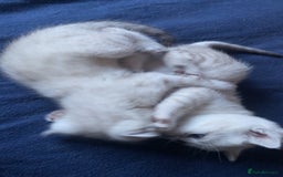 Scottish Fold cats for sale: Stunning Scottish fold kittens  - Image 2
