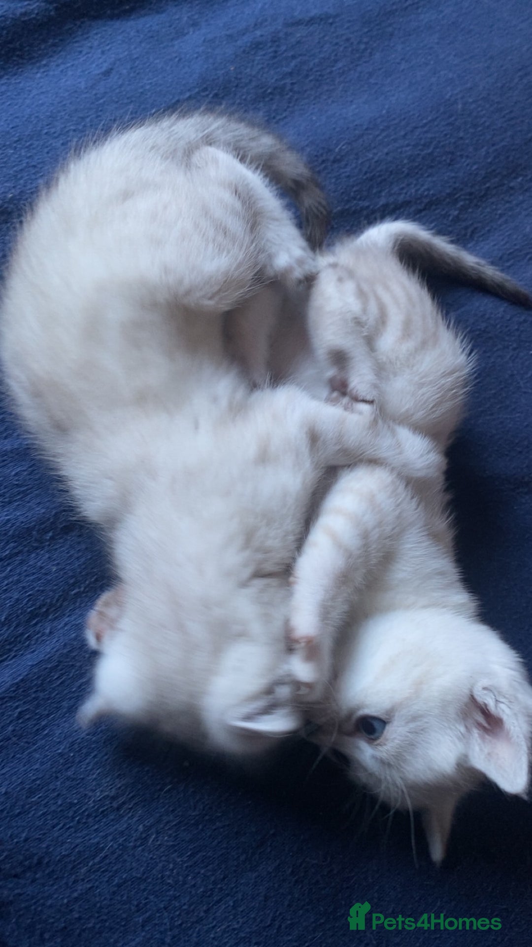 Scottish Fold cats for sale: Stunning Scottish fold kittens  - Image 2