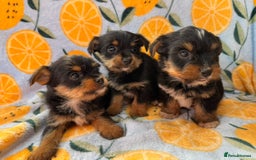 Mixed Breed dogs for sale: 3 beautiful yorkie Russell for sale  - Image 3